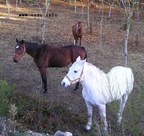cabalos