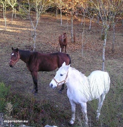 Cabalos